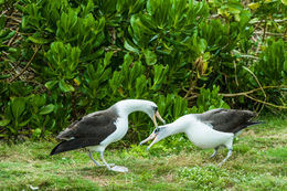 Image of Laysan Albatross