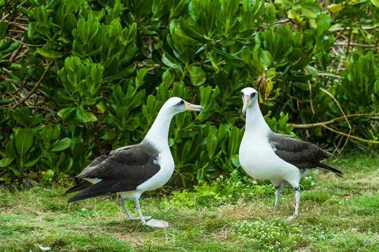 Image of Laysan Albatross