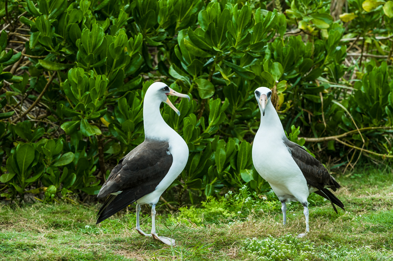 Image of Laysan Albatross