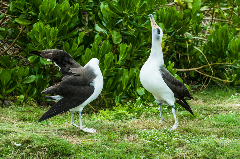 Image of Laysan Albatross