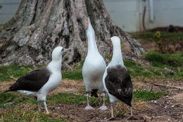 Image of Laysan Albatross