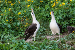 Image of Laysan Albatross