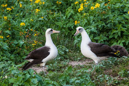 Image of Laysan Albatross