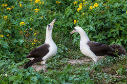 Image of Laysan Albatross