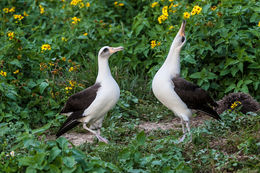 Image of Laysan Albatross