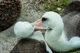 Image of Laysan Albatross