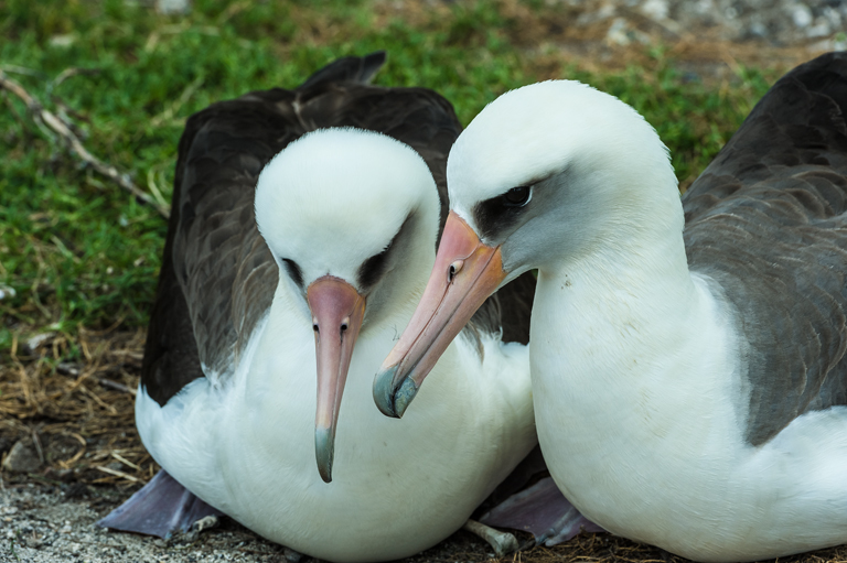 Image of Laysan Albatross