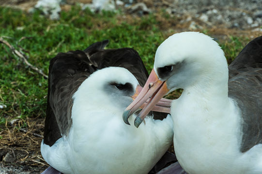 Image of Laysan Albatross