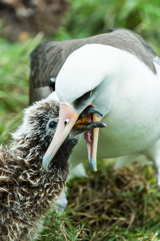 Image of Laysan Albatross