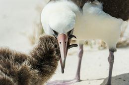 Image of Laysan Albatross