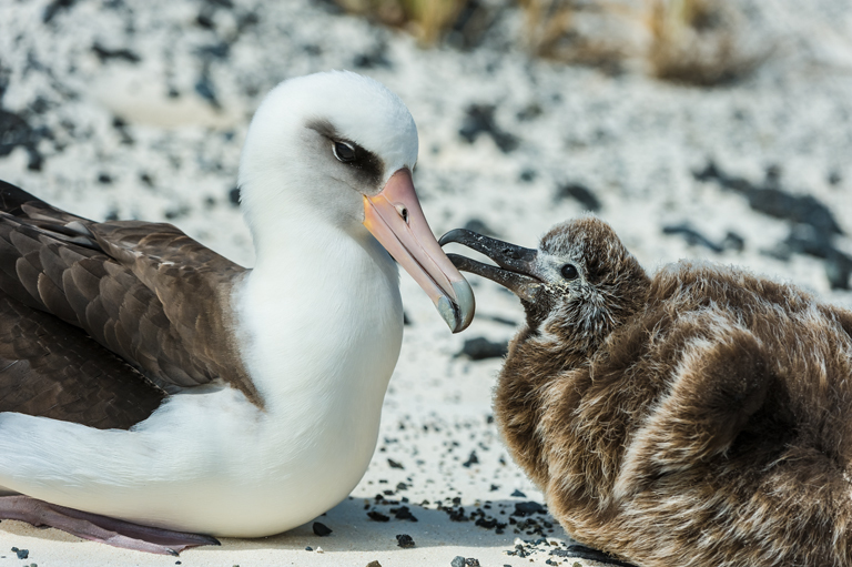 Image of Laysan Albatross