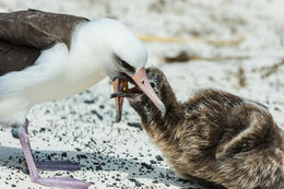 Image of Laysan Albatross