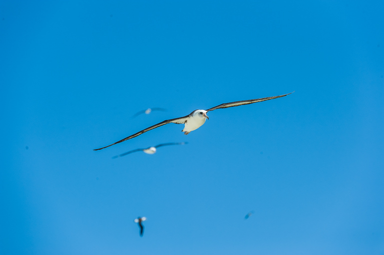 Image of Laysan Albatross