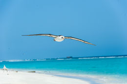 Image of Laysan Albatross