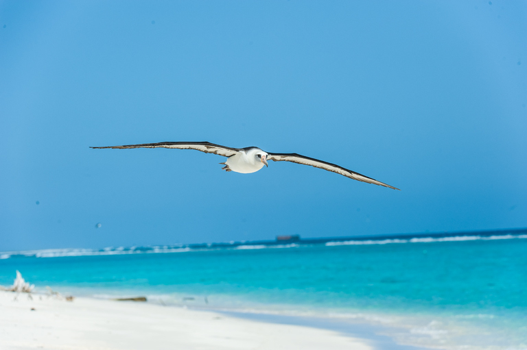 Image of Laysan Albatross