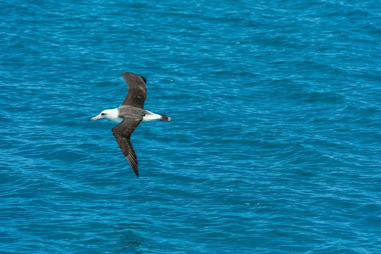 Image of Laysan Albatross