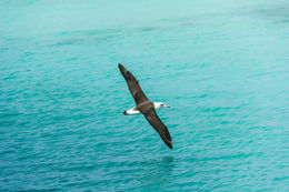 Image of Laysan Albatross