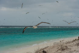 Image of Laysan Albatross