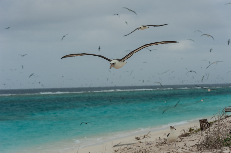 Image of Laysan Albatross