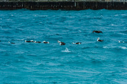 Image of Laysan Albatross