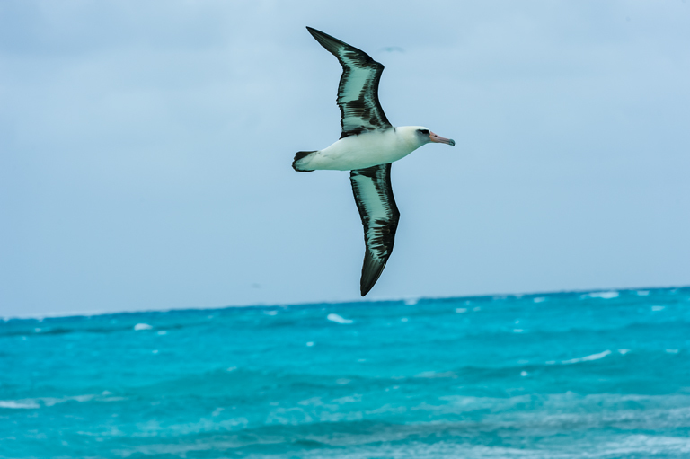 Image of Laysan Albatross