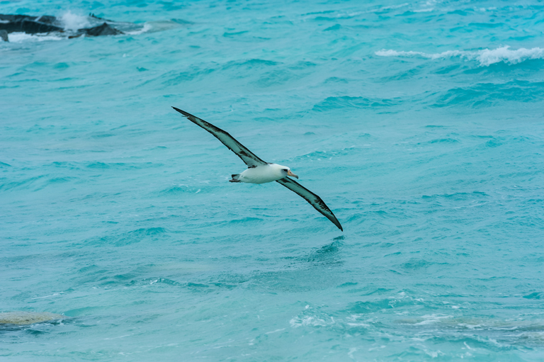 Image of Laysan Albatross