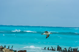 Image of Laysan Albatross