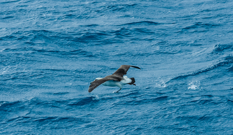 Image of Laysan Albatross