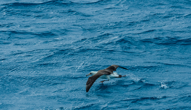 Image of Laysan Albatross