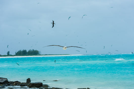 Image of Laysan Albatross