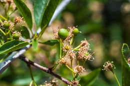 Image of Bitter Cherry