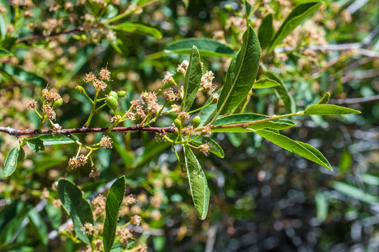 Image of Bitter Cherry