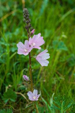 Image of dwarf checkerbloom