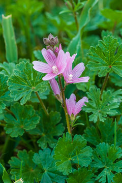 Image of dwarf checkerbloom