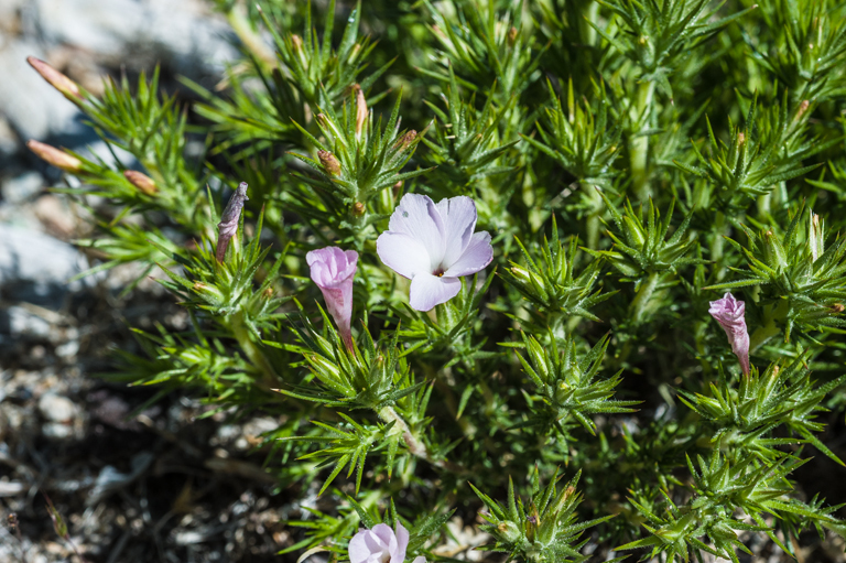 Imagem de Linanthus pungens (Torr.) J. M. Porter & L. A. Johnson