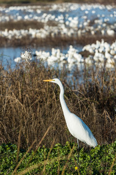 Image of Great Egret