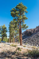 Image of Jeffrey Pine