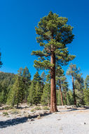 Image of Jeffrey Pine