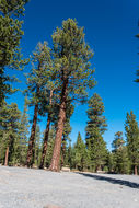 Image of Jeffrey Pine