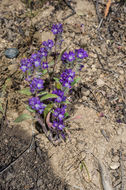 Image of low phacelia