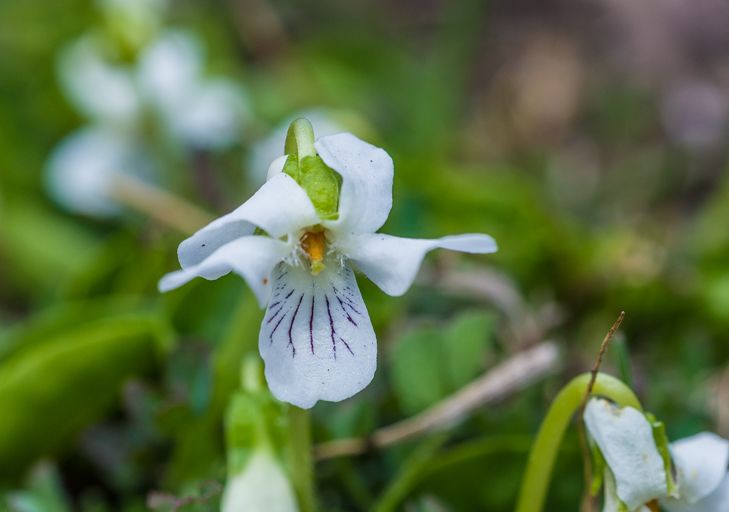 Image of small white violet