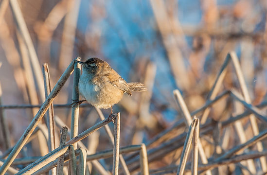 Image of Marsh Wren