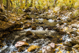 Image of quaking aspen