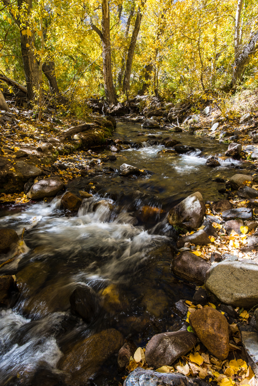 Image of quaking aspen