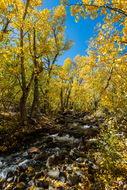 Image of quaking aspen