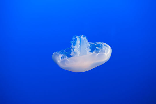 Image of COMUN INGLES MEDUSITA