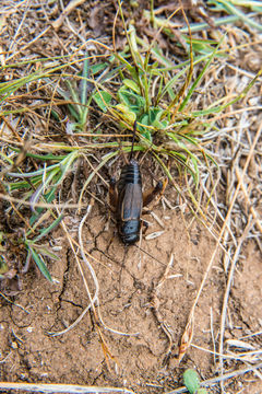 Image of Mormon Cricket