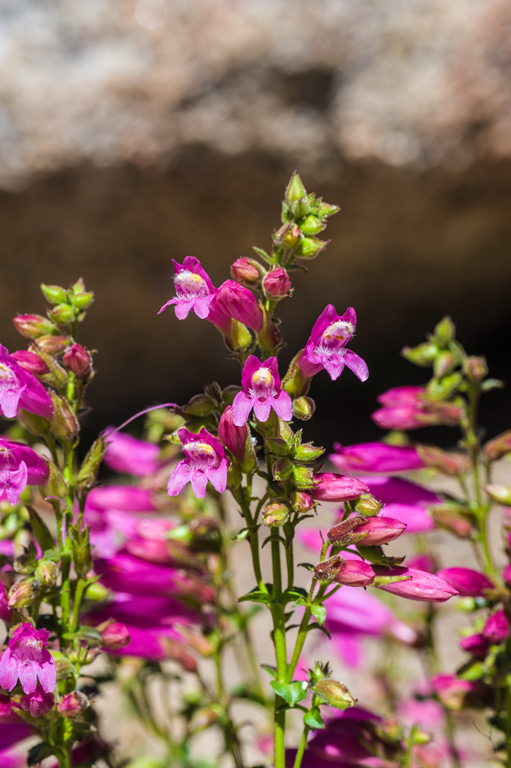 Слика од Penstemon newberryi Gray