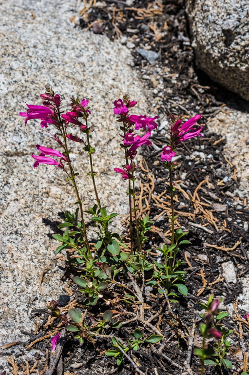 Слика од Penstemon newberryi Gray