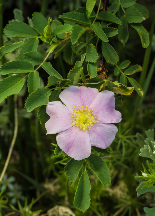 Sivun Rosa woodsii Lindl. kuva